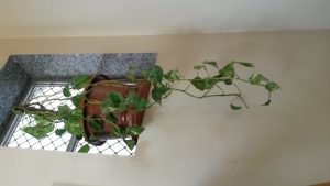 Money plant