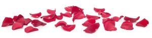 Rose petals 