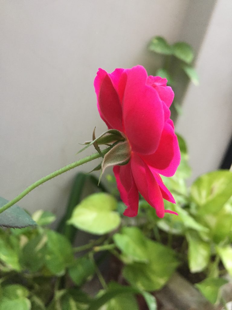 rose plant