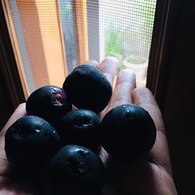 jamun