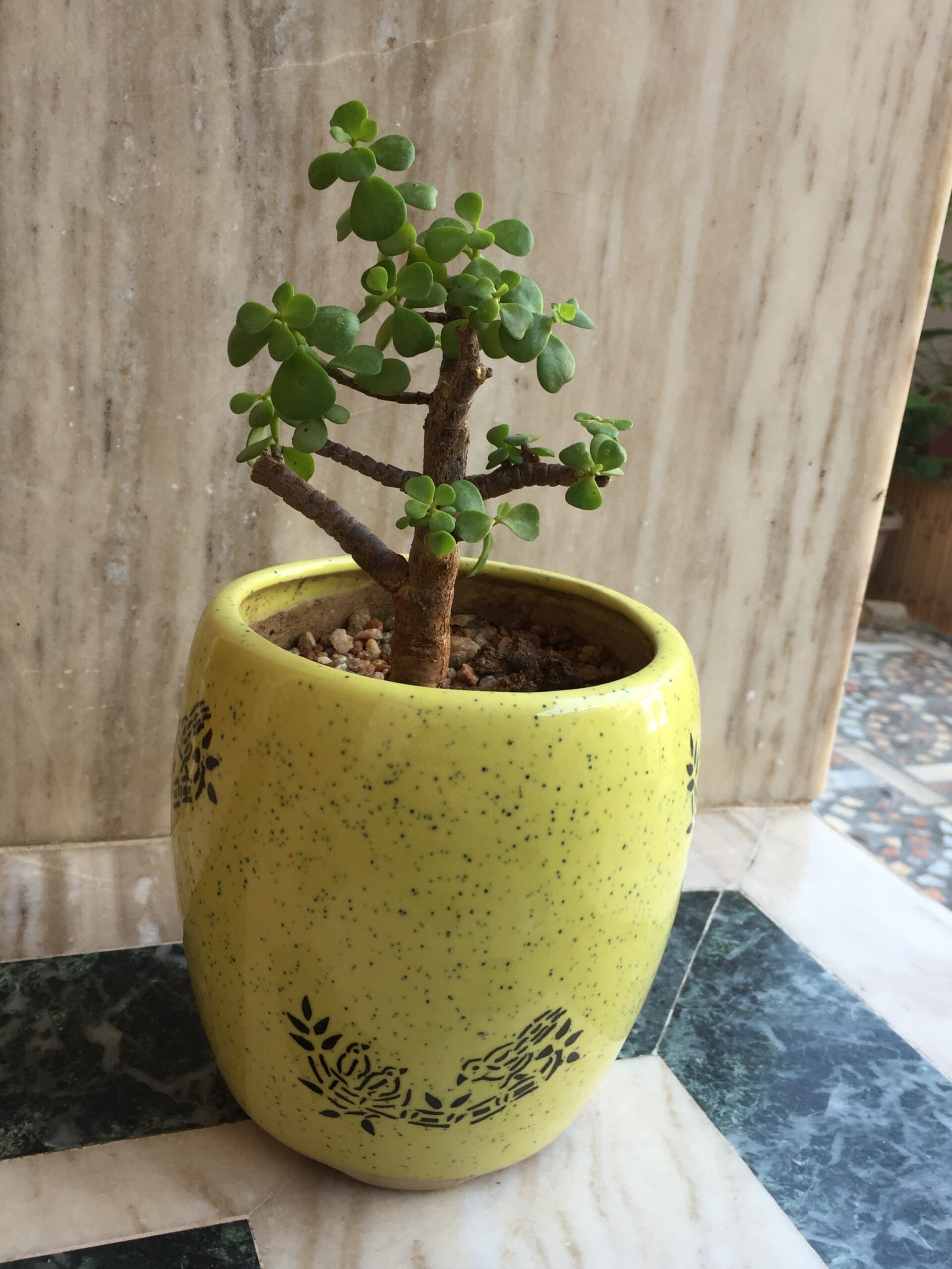 jade plant