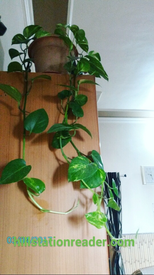 Money Plant ( Epipremnum Aureum )at home