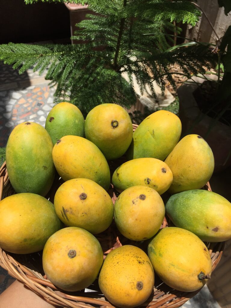 mangoes