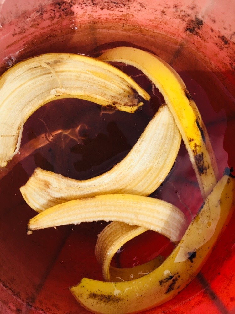 banana peel fertilizer